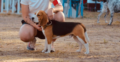 Étalon Beagle - Aston Aux Câlins de Serise Aux Câlins De Serise