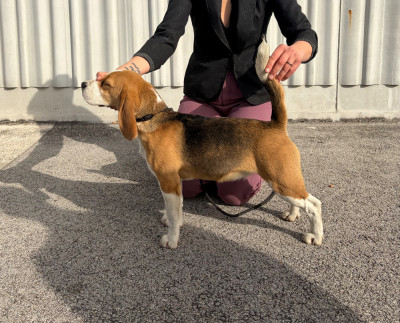 Étalon Beagle - Arielle Aux Câlins de Serise Aux Câlins De Serise