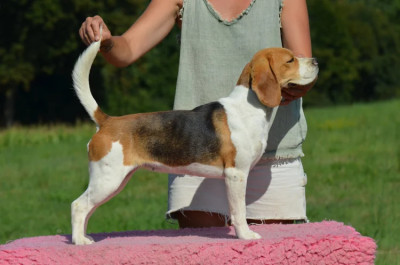 Étalon Beagle - Une Chasseurs du Temps Des Chasseurs Du Temps