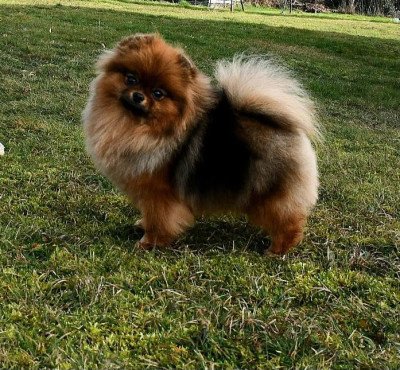 Étalon Spitz allemand - CH. VELVET SKY Of Lovely Tim