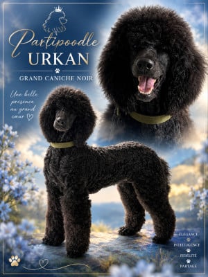 partipoodle urkan