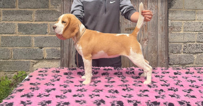 Étalon Beagle - Addicted To You  Des Gardiens d Alma
