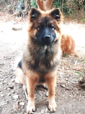 Étalon Eurasier - Brug Des Collines De Haute Bretagne