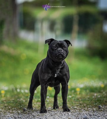 Étalon Staffordshire Bull Terrier - King Of Caribs Vanity Fair
