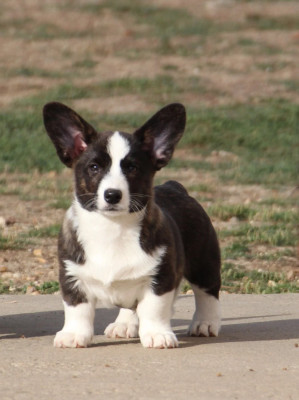Étalon Welsh Corgi Cardigan - BANBHA CELTIC IRISH QUEEN de la Cité des Maraudeurs
