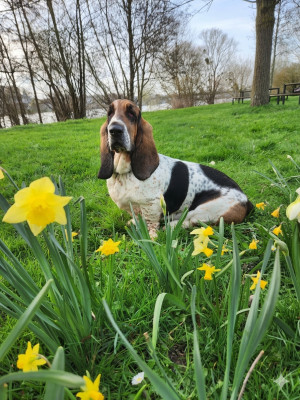 Étalon Basset Hound - U'Valeriane Du Domaine De Kérouant
