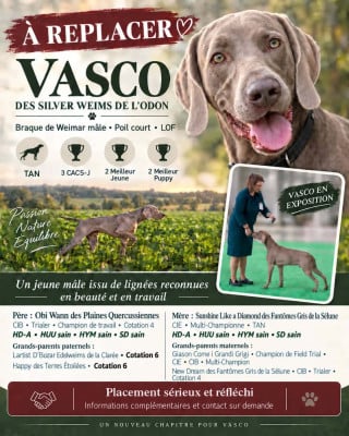 Étalon Braque de Weimar - CH. Vasco Des Silver Weims De L'Odon