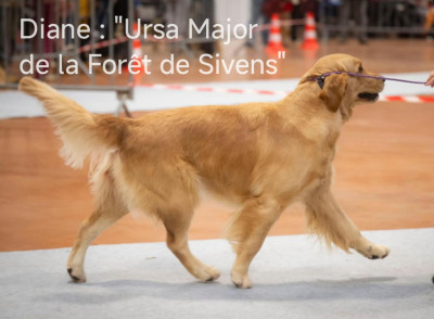 Étalon Golden Retriever - URSA MAJOR de la Forêt de Sivens