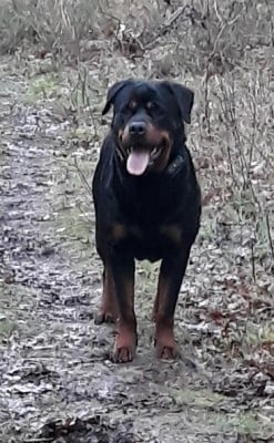 Étalon Rottweiler - Téthys  Du Royaume D’Aria