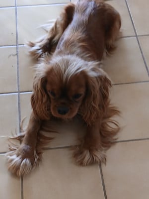 Étalon Cavalier King Charles Spaniel - Akira (Sans Affixe)