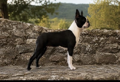 Étalon Boston Terrier - little paradise Vanilla ice