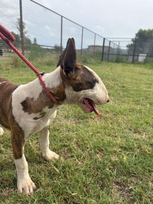 Étalon Bull Terrier - Buffy  Des Minis De Ryosie