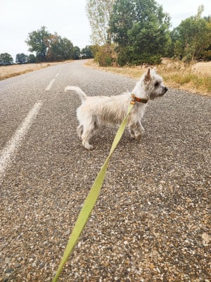 Étalon Cairn Terrier - AXELLE dite Léa Du hameau des landes