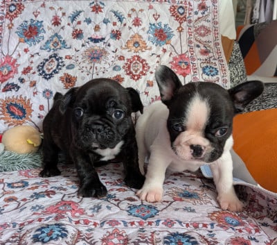 Étalon Bouledogue français - Bubulle 