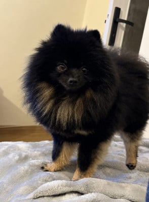 Lords of the Poms Ulk
