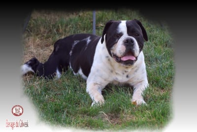 Étalon Bulldog continental - U HECTOR the Breeding Winner
