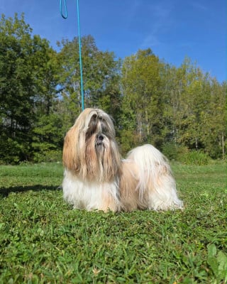 Étalon Shih Tzu - CH. Akiyoshi Sakura du palais de bhagavan
