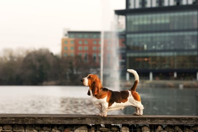 Étalon Basset Hound - CH. VICTOR  Of Eternal Prestige