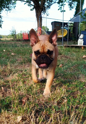 Étalon Bouledogue français - Bowie DIT Bronson Du Val De Capsil (Sans Affixe)