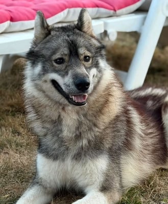 Étalon Siberian Husky - Aèro De La Fleur De Lys De La Ternoise