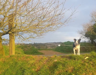 Étalon Border Collie - Ki Kezeg Breizh Triskelle