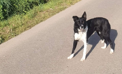 Étalon Border Collie - ROXE (Sans Affixe)