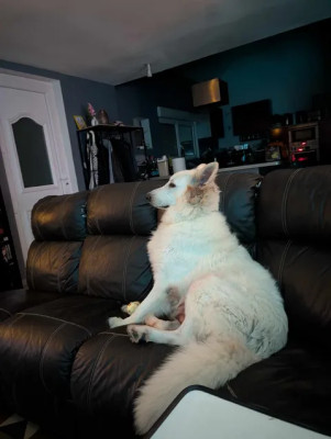 Étalon Berger Blanc Suisse - Uska (Sans Affixe)