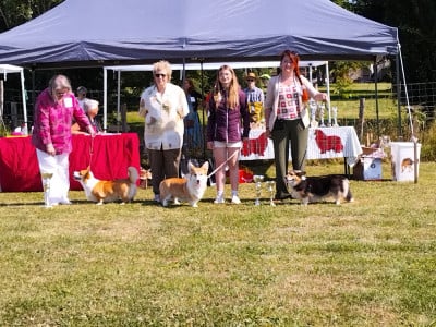 Étalon Welsh Corgi Pembroke - VITA des Gres de Malleville