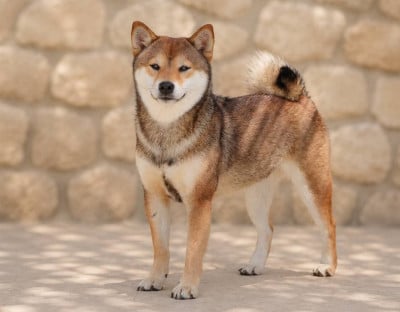Étalon Shiba - V YUMI des sylphes enchantées