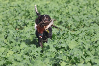 Étalon Chien d'arrêt allemand à poil dur - CH. Viking of the pop du domaine de la barbich  Du Domaine De La Barbich'