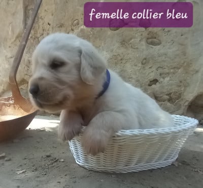 Étalon Golden Retriever - Bluey 