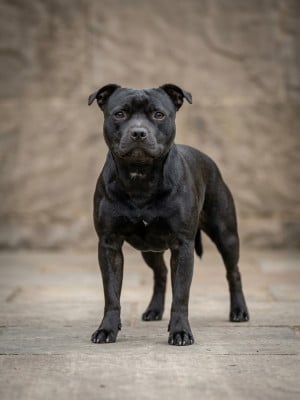 Étalon Staffordshire Bull Terrier - Toby (Sans Affixe)