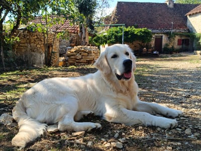 Étalon Golden Retriever - Bayard Des Fees Du Dolmen