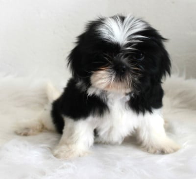 Étalon Shih Tzu - BAYA du Domaine Tibètain Du Domaine Tibetain