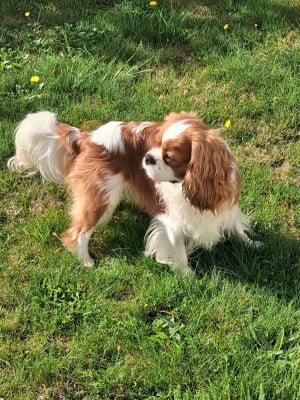 Étalon Cavalier King Charles Spaniel - ARTHUR 