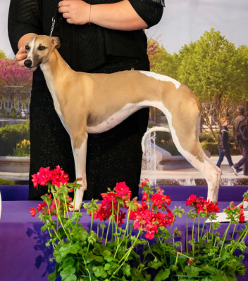 Étalon Whippet - Amazing Star Of Royal Fragrance