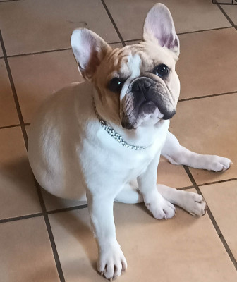 Étalon Bouledogue français - Armani Des Merveilles Du Monde De Nortawa