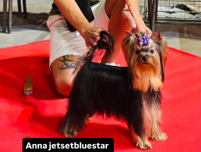 Étalon Yorkshire Terrier - Jet Set's Blue Star Anna