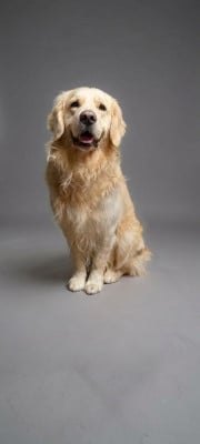 Étalon Golden Retriever - PACO 