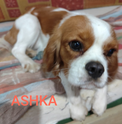 Étalon Cavalier King Charles Spaniel - ASHKA De Perle Pure