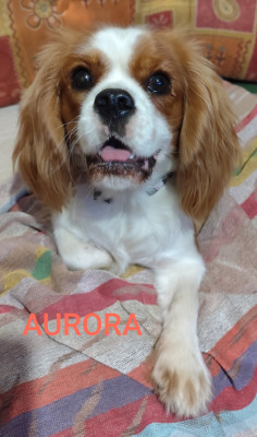 Étalon Cavalier King Charles Spaniel - AURORA  De Perle Pure