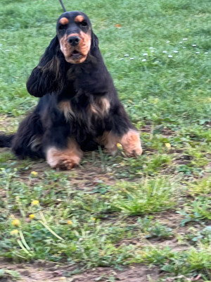 Étalon Cocker Spaniel Anglais - Ulyana Des Coleres De Zeus