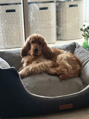 Étalon Cocker Spaniel Anglais - Vicomte Des Coleres De Zeus