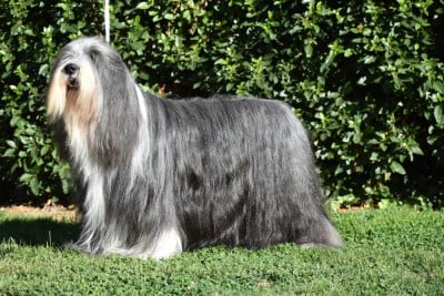 Étalon Bearded Collie - Sweet Rhapsody Of Pure Magic Wood