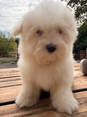 Étalon Coton de Tulear - BEYONCE du Domaine du Chai de Majolan