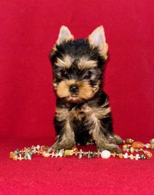 Étalon Yorkshire Terrier - BLACK SUN du domaine des chenes garance