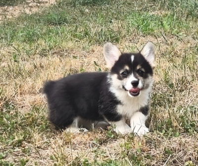 Étalon Welsh Corgi Pembroke - Bonita Corgi de l'Outsaïna 