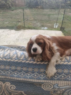 Étalon Cavalier King Charles Spaniel - abysse  du marais du l'ingon