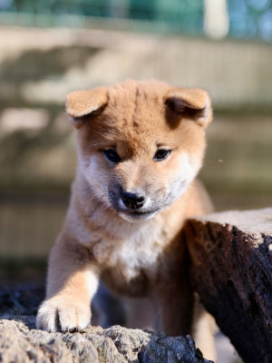 Étalon Shiba - Nippon'ai B Kazan Go