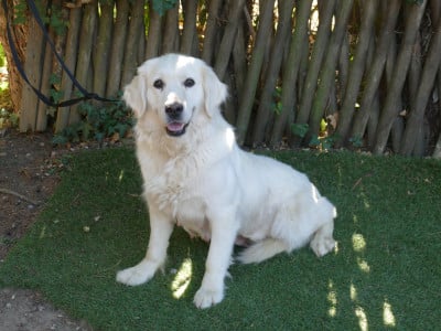 Étalon Golden Retriever - R'mione Du Domaine De Dague